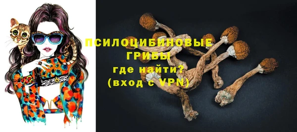 хмурый Аркадак